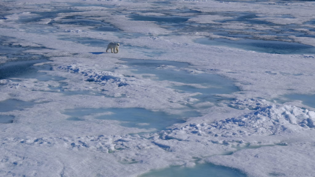recognice_polar_bear_20190717